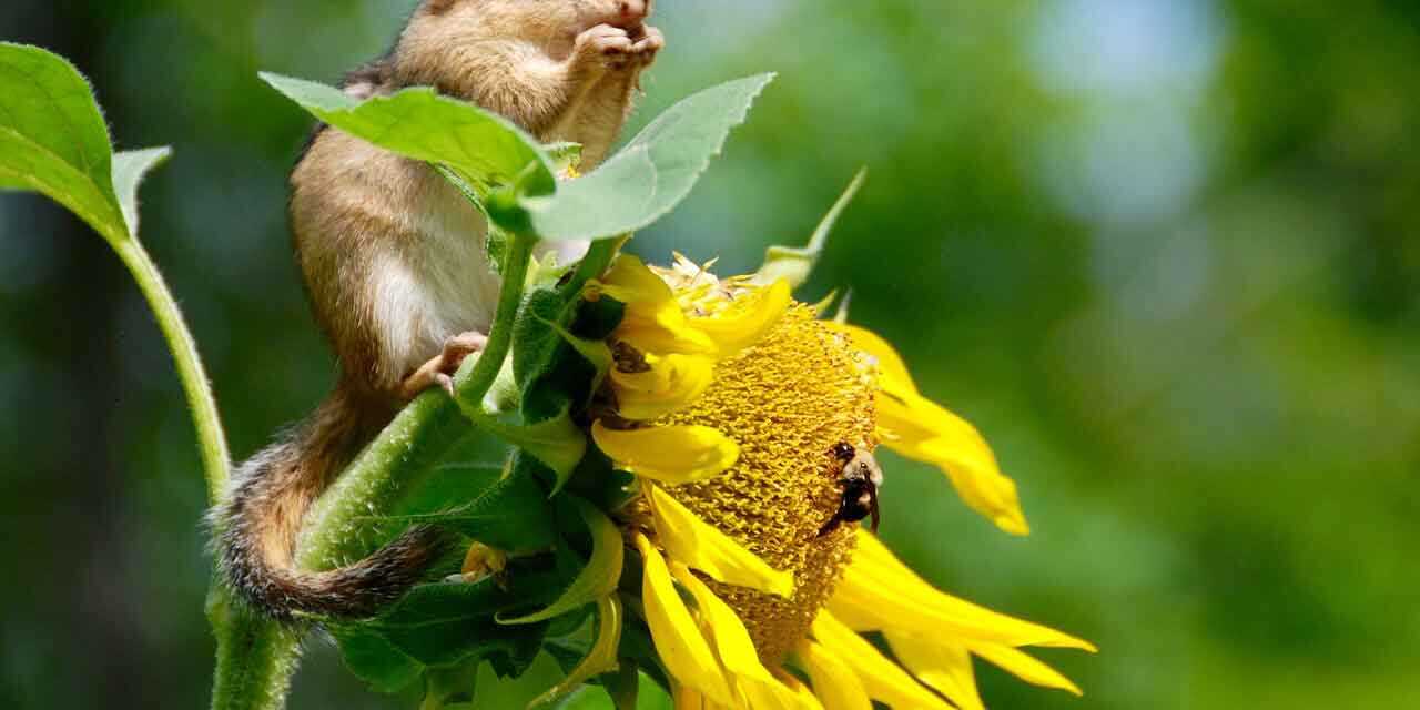 Qu’est-ce que la Biodiversité et Comment la Sauvegarder ?