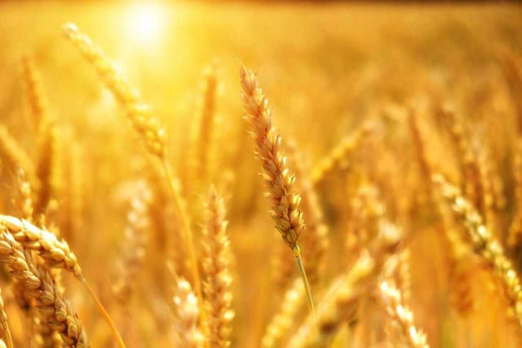 Le secteur agricole est le plus grand consommateur d'eau douce