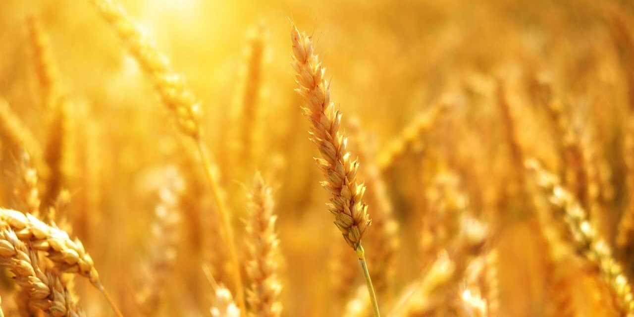 Agriculture Durable : Importance – Techniques et Conseils