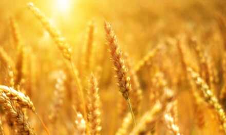 Agriculture Durable : Importance – Techniques et Conseils