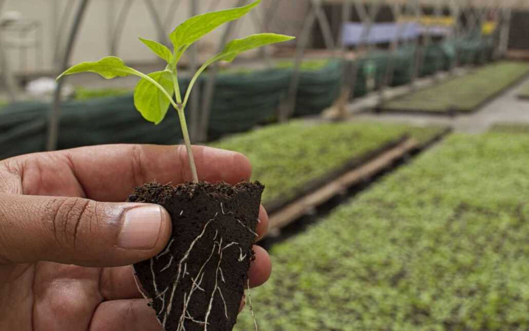 Exploitation de l’agriculture biologique