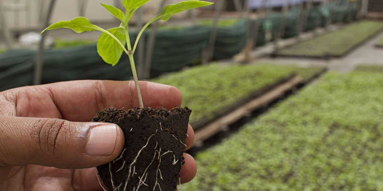 12 Plants in Danger of Extinction