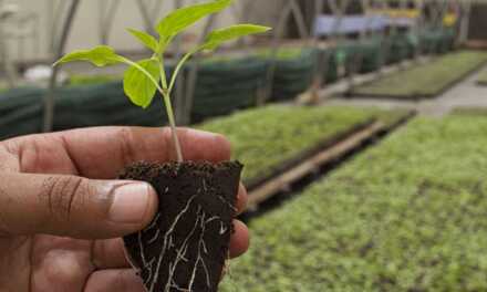 Permaculture, Agroécologie et Agriculture Bio : Quelles Différences ?