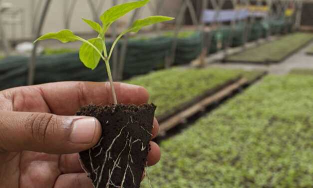 12 Plants in Danger of Extinction