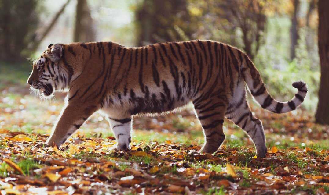 Animaux en Voie de Disparition