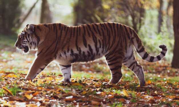 Animaux en Voie de Disparition