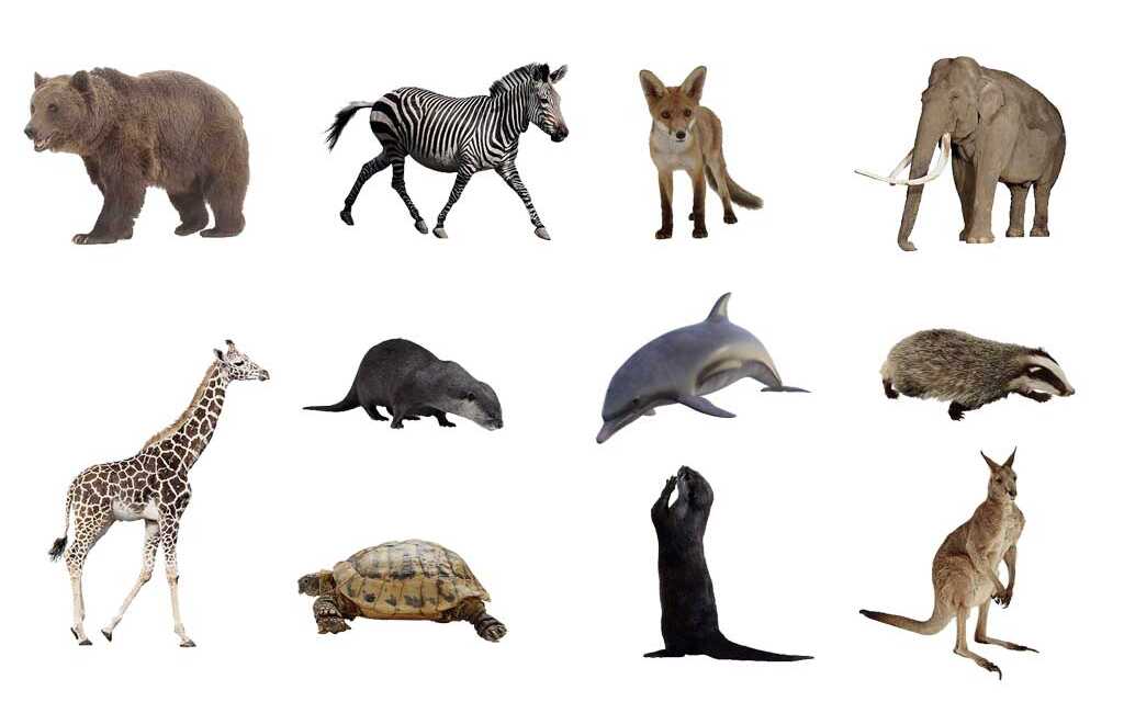 Top 15 des animaux qui peuvent vivre longtemps sans manger