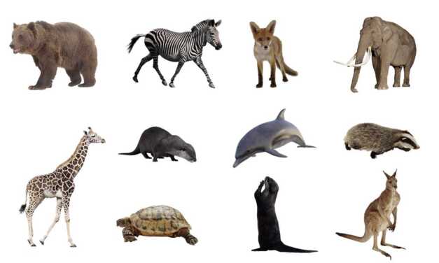 Top 15 des animaux qui peuvent vivre longtemps sans manger
