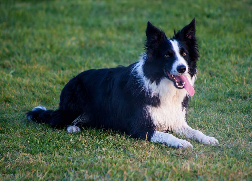 Chien Border Collie