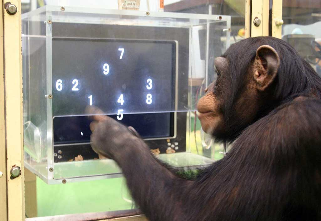 Chimpanzé, test de mémorisation