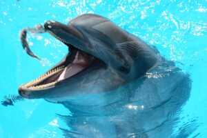 Dolphin