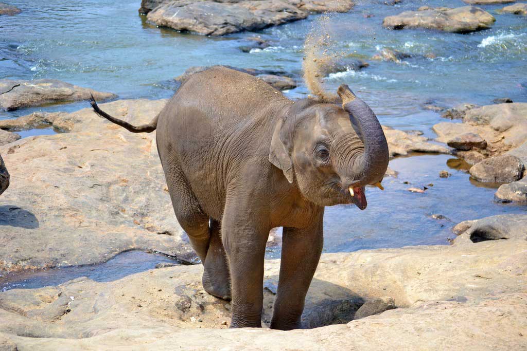 Éléphant