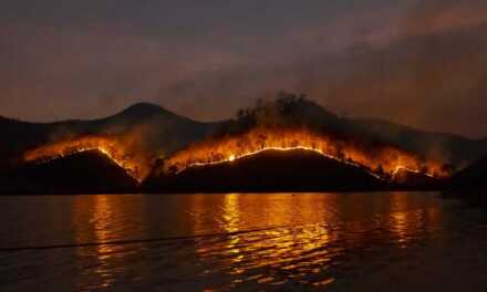 Forest Fires: Causes, Prevention Measures, Consequences, and Solutions