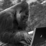 Top 7 des Animaux les Plus Intelligents