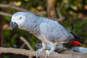 Parrot