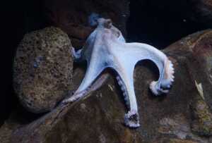 Octopus